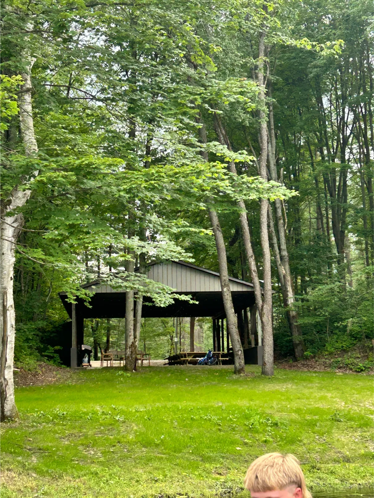 beautiful greenery