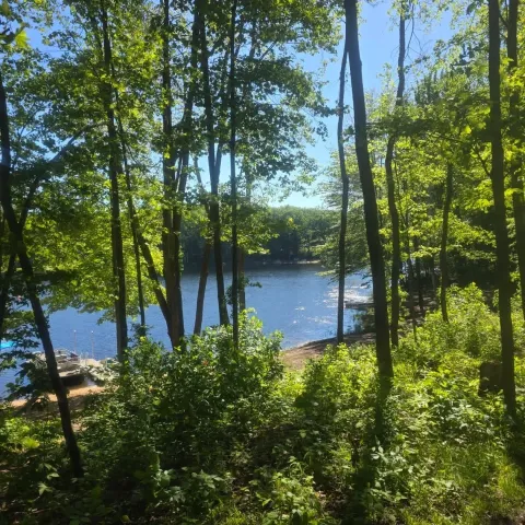 beautiful tree lake